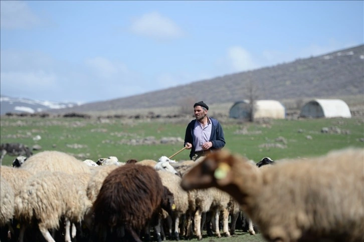 Bingöl yaylaları ömürleri hayvanlarının peşinde geçen göçerleri ağırlıyor