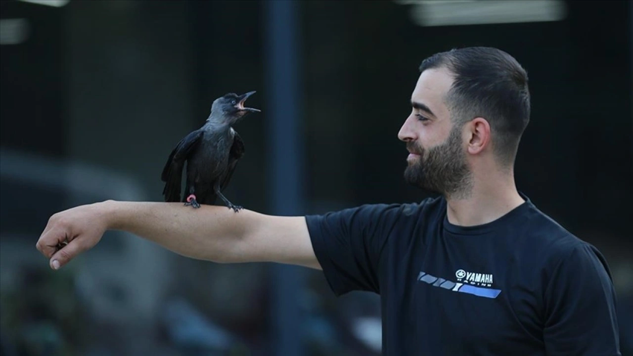 Bingöllü motosiklet teknisyeni hayata bağladığı karga "Şimşek" ile dost oldu