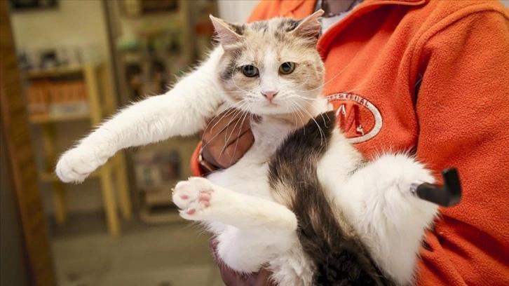 Biri protez 3 bacaklı kedi