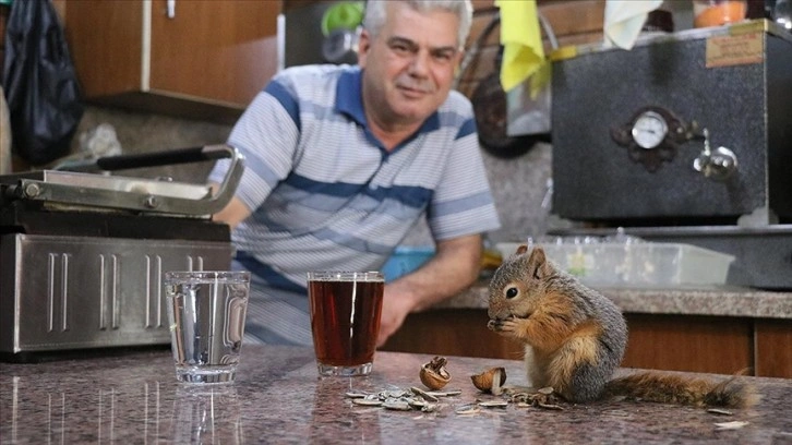 Bitkin halde bulup beslediği sincap çay ocağının