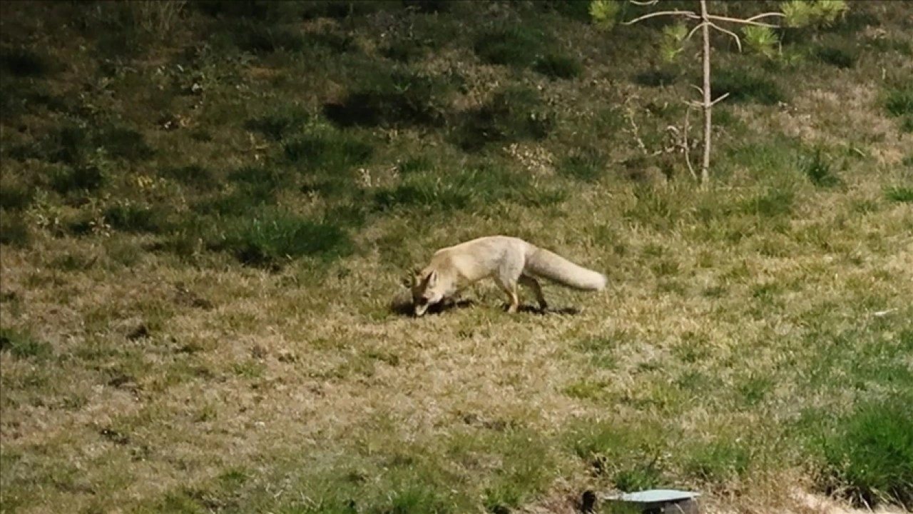 Bitlis'te aç kalan tilki yerleşim yerine indi