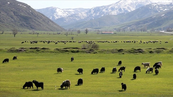 Bitlis'te besiciler hayvanlarını meralara çıkarmaya başladı