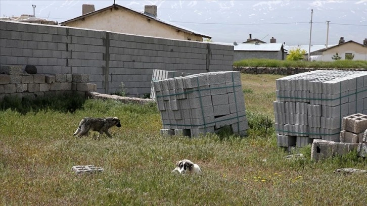 Bitlis'te kuduz nedeniyle ölen çocuğun yakınları sahipsiz köpeklerin toplatılmasını istiyor