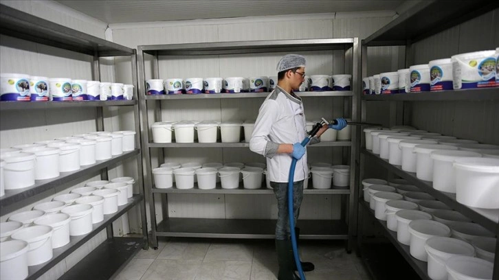 Bitlis'te üretilen manda sütü devlet desteğiyle kurulan tesiste ürüne dönüştürülüyor
