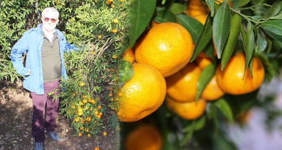 Bodrum’un mis kokulu sarı altını değer görmeyi bekliyor