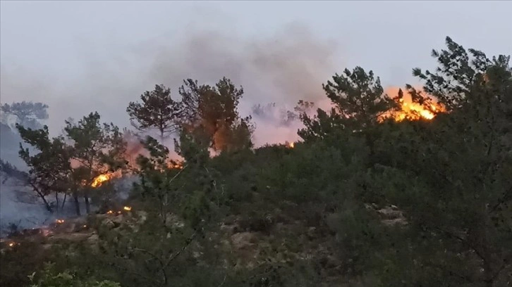 Bodrum'da ormanlık ve makilik alanda yangın çıktı