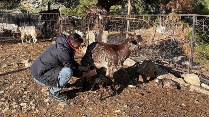 Bodrum'un 'teknolojik çoban'ı yeni doğan oğlağı kalp masajıyla hayata bağladı