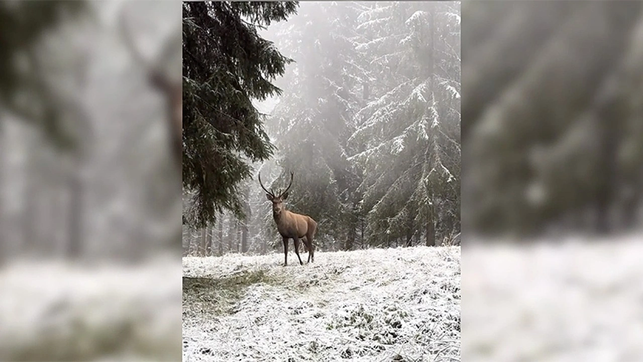 Bolu'da karlı ormanda yürüyen kızıl geyik kamerada