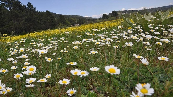 Bolu yaylalarında papatya ve düğün çiçekleri açtı