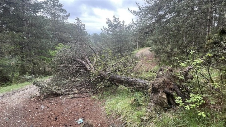 Bolu'da kış aylarında fırtınada devrilen ve kırılan çam ağaçları kaldırılıyor