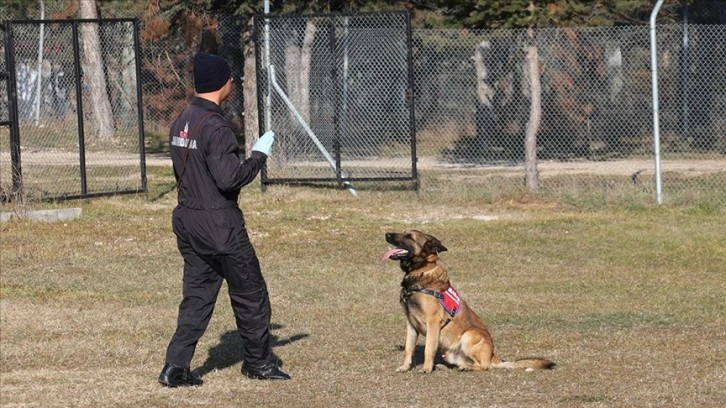 Bolu'da narkotik operasyonlarının gözde köpeği 