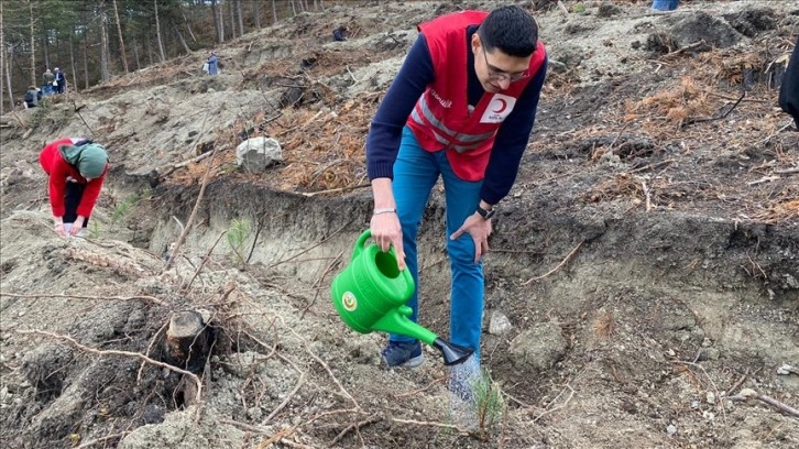 Bolu'da orman yangınında zarar gören alana 5 bin fidan dikildi