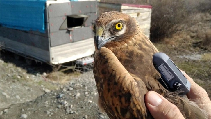 Bozkır delicesinin 13 ülkeyi kapsayan yolculuğu 29 bin kilometreyi aştı