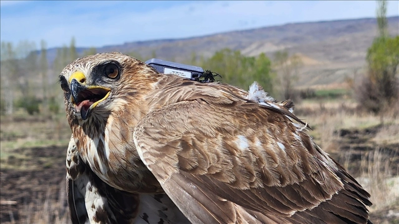 Bozkır şahini 2,5 yılda 28 ülkede 103 bin 456 kilometre uçtu