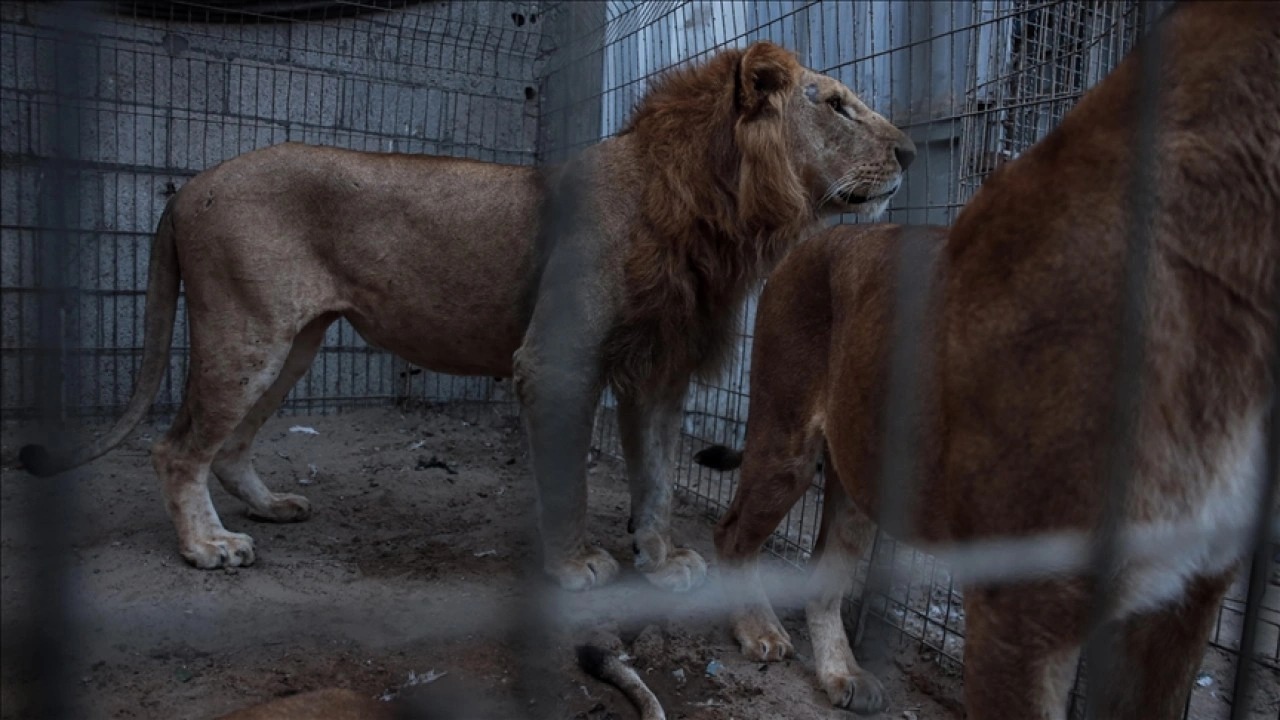 Brezilya'da hayvanat bahçesindeki aslan kafesine giren ziyaretçi, aslan saldırısında öldü