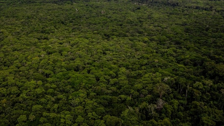 Brezilya ve Kolombiya'da tropik ormanlarda geçen yılki ağaç kaybı 2022'ye göre önemli ölçü