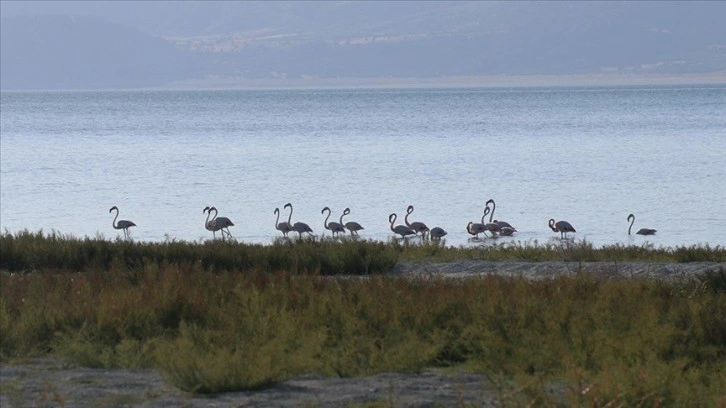 Burdur Gölü'nde beslenen allı turnalar görüntülendi