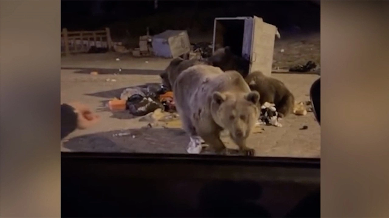Bursa'da ayının bir araca saldırdığı anlar kamerada