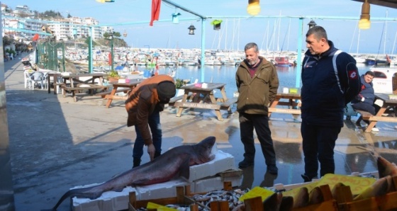 Bursa’da balıkçı ağlarına dev köpek balığı takıldı