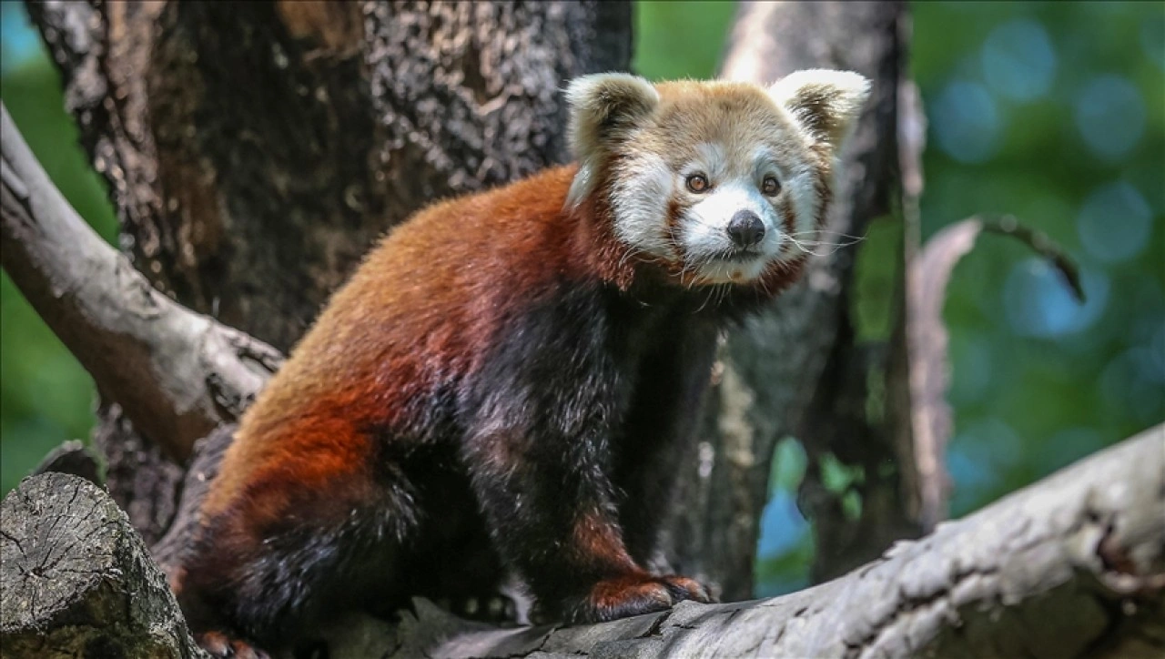 Bursa Hayvanat Bahçesi'nin kırmızı pandaları sıcak havalarda klimalı odaya geçiyor