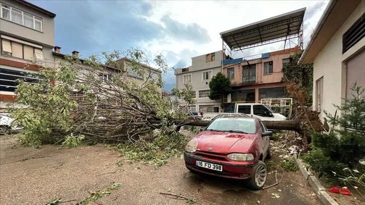 Bursa'da kuvvetli lodos nedeniyle bir ağaç araçların üzerine devrildi