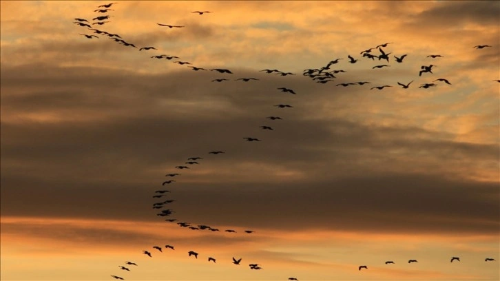 Bursa'da pelikan sürüsü görüntülendi