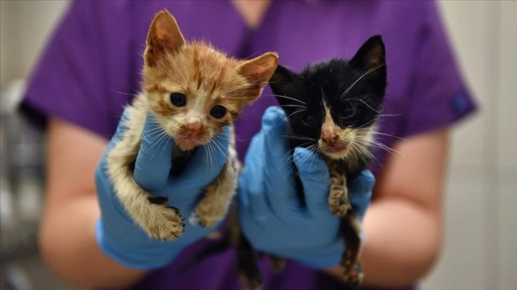 Bursa'da zifte bulanan iki kedi yavrusunu belediye ekipleri kurtardı