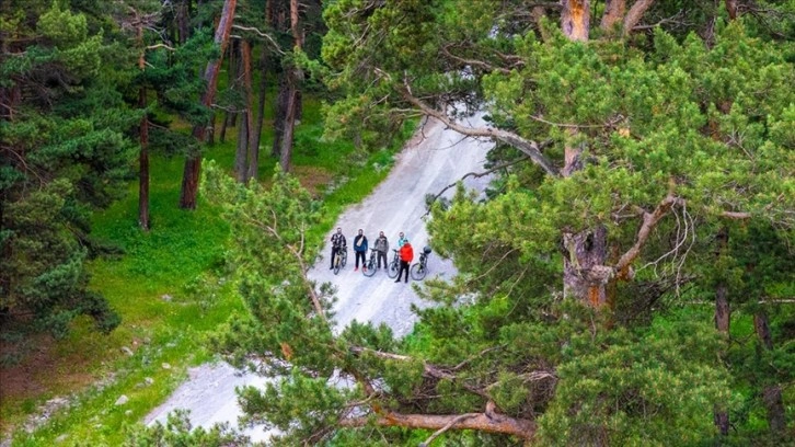 Çam ağaçları arasında kuş seslerinin yankılandığı Göle'de bisiklet etkinliği
