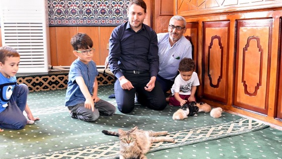 Camide yavrulayan kediye imam sahip çıktı