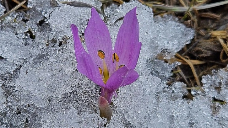 Çankırı'da baharın müjdecisi kar çiçekleri açtı