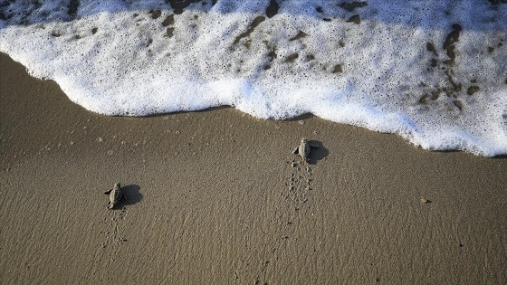 Caretta caretta yavruları zorlu 'yaşam yolculuğu'yla denize ulaşıyor