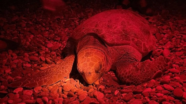 Caretta carettalar zorluklara rağmen neslini sürdürüyor