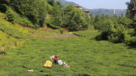 'Çay köyleri' Doğu Karadeniz turizmine hizmet edecek