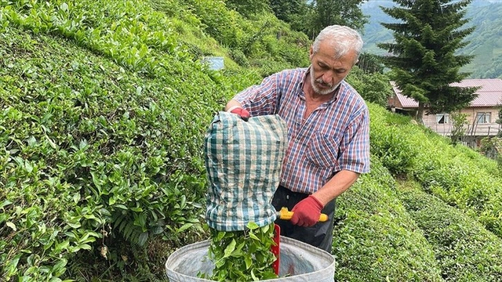 ÇAYKUR ikinci sürgün kotasını dekara 550 kilogram olarak belirledi