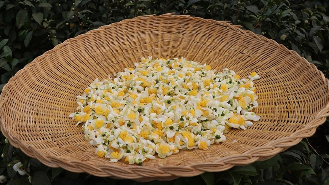 ÇAYMER, bu yıl 50 kilogram çiçek çayı üretti
