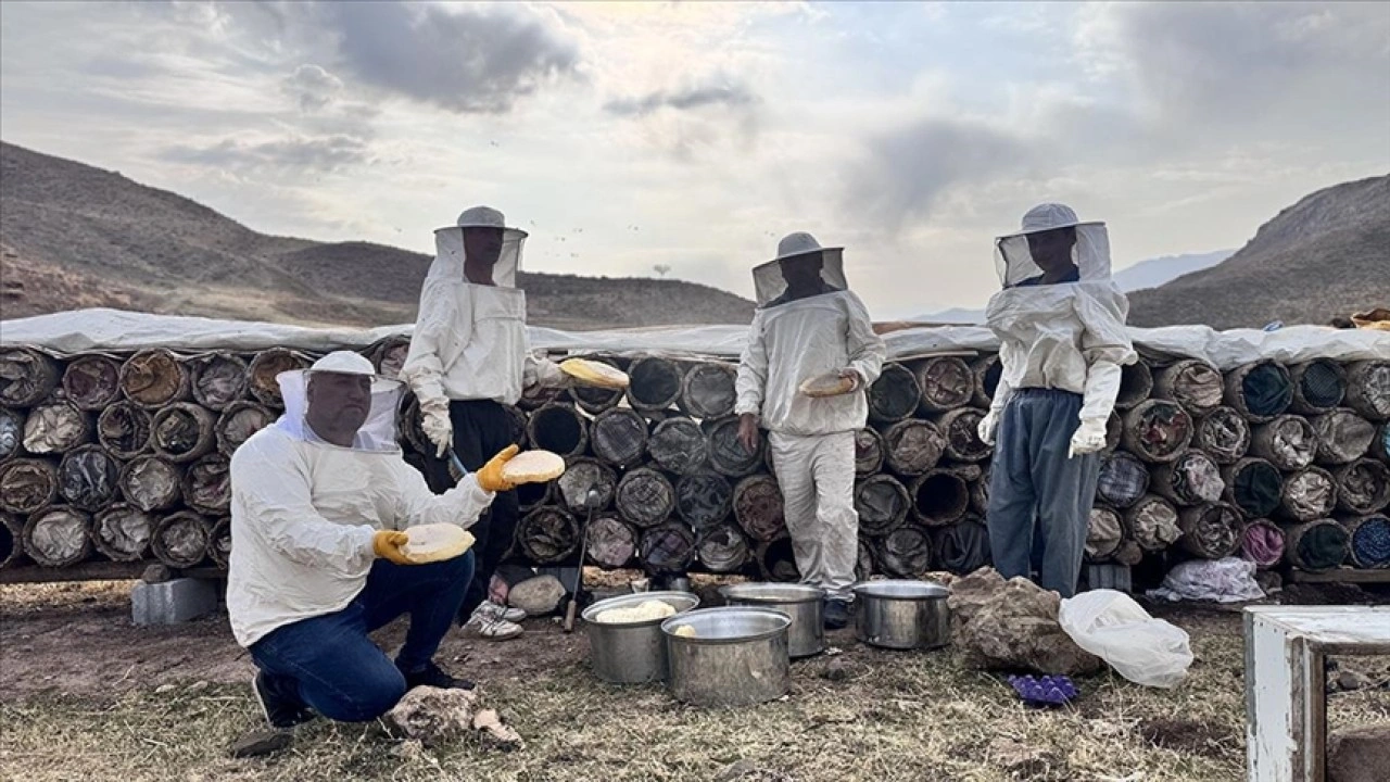 Çemikare Yaylası'nda kış öncesi yılın son kara kovan balı hasadı yapılıyor