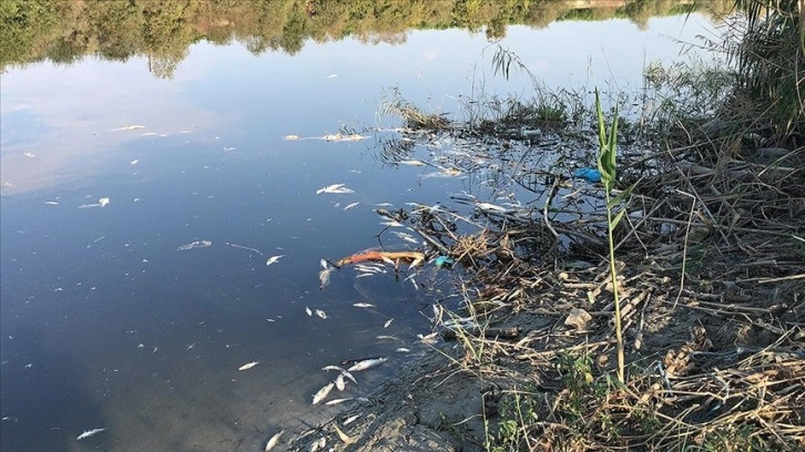 Ceyhan Nehri'nde görülen balık ölümleriyle ilgili inceleme başlatıldı