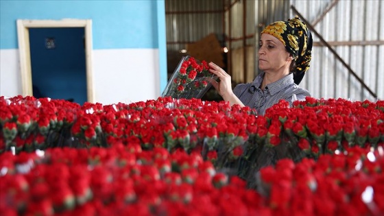 Çiçek sektörü ihracatta rekor kırdı