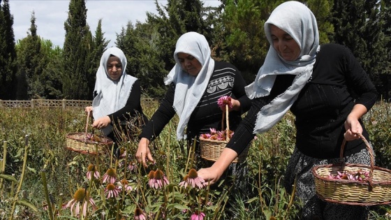 Çiftçi kadınlar adını yeni duydukları ekinezyadan yılda 5 kez para kazanıyor