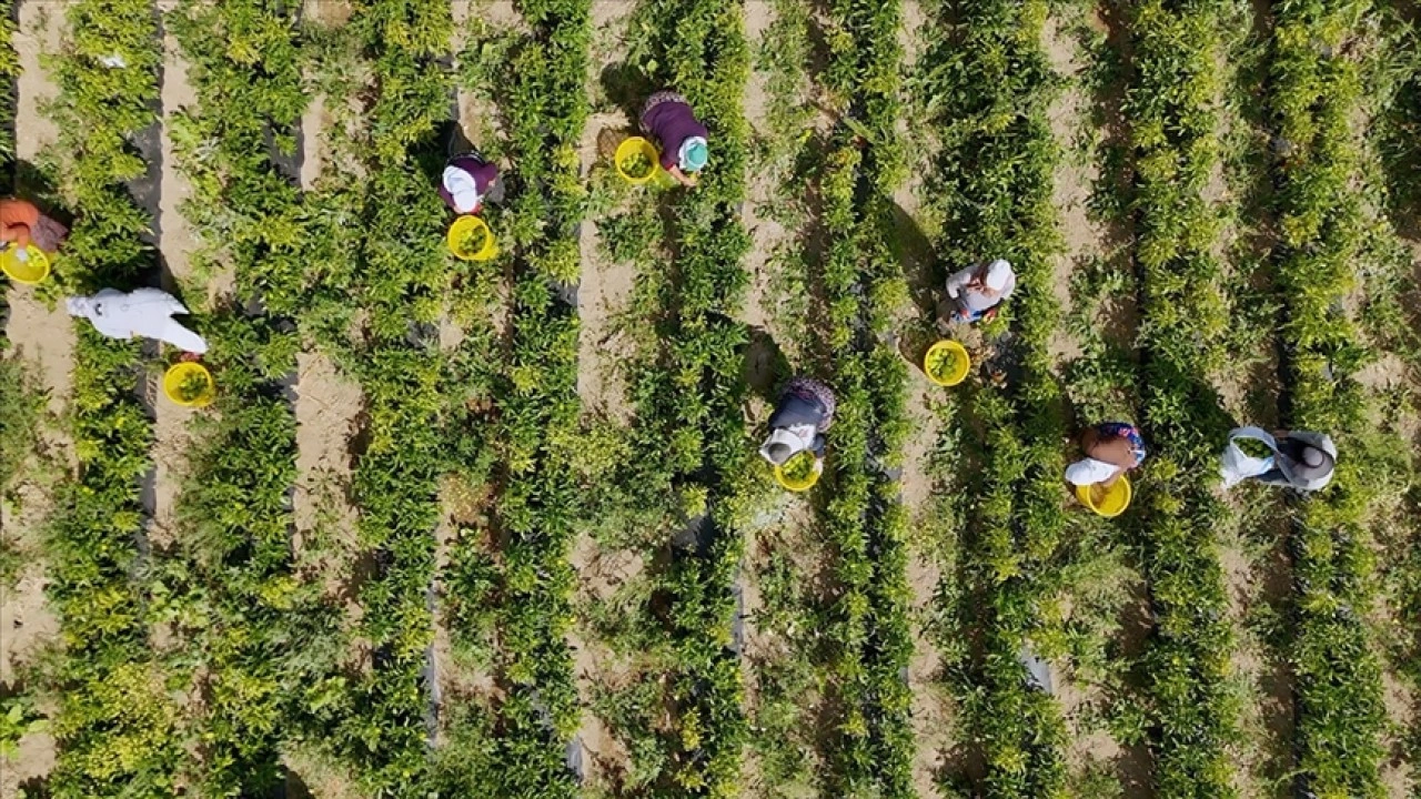 Çiftçilere 772 milyon 805 bin liralık destekleme ödemesi bugün yapılacak