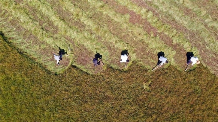 Çiftçilerin 4,2 milyar liralık tarımsal destekleme ödemesi bugün yapılacak