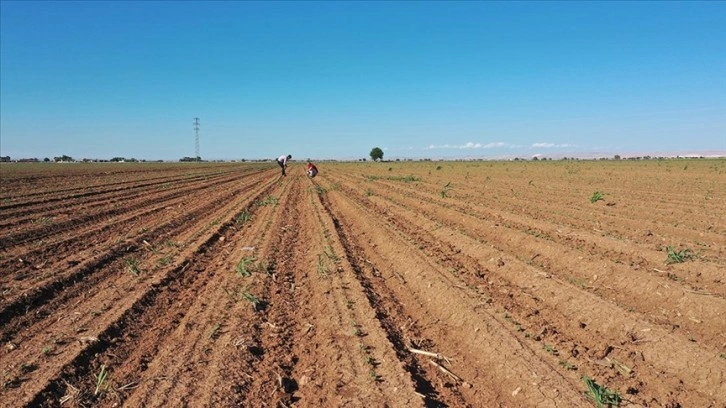 Çiftçiye 'aşırı yağışlara karşı toprak kalitesini güçlendirin' uyarısı