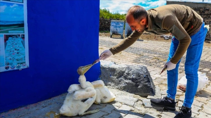 Çıldır Gölü'nde balıkla besleyip büyüttüğü pelikanlar yanından ayrılmıyor