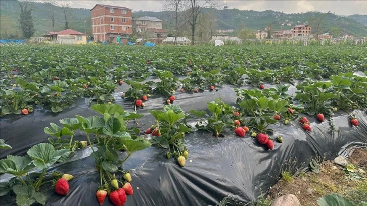 Çileğin Ordu ekonomisine bu yıl 90 milyon lira katkı sunması bekleniyor