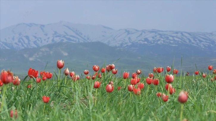 Çır Şelalesi ve lalelerle bezenen Bingöl Ovası doğaseverleri cezbediyor