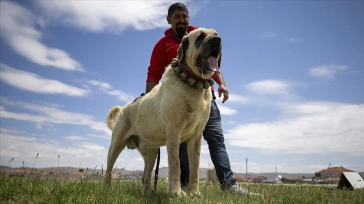 Çoban köpeği Aksaray malaklısı özenle yetiştiriliyor