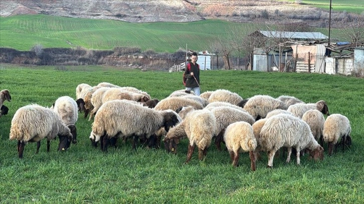 Çobanlık yaparken hazırlandığı yürüyüş sporunda 4 kez Türkiye birincisi oldu