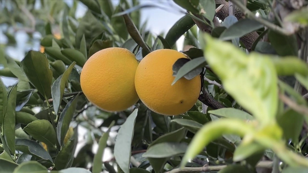 Coğrafi işaret tescilli Finike portakalına talep yoğun