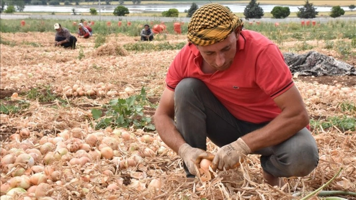 Coğrafi işaretli Karacabey soğanının rekoltesinde artış bekleniyor