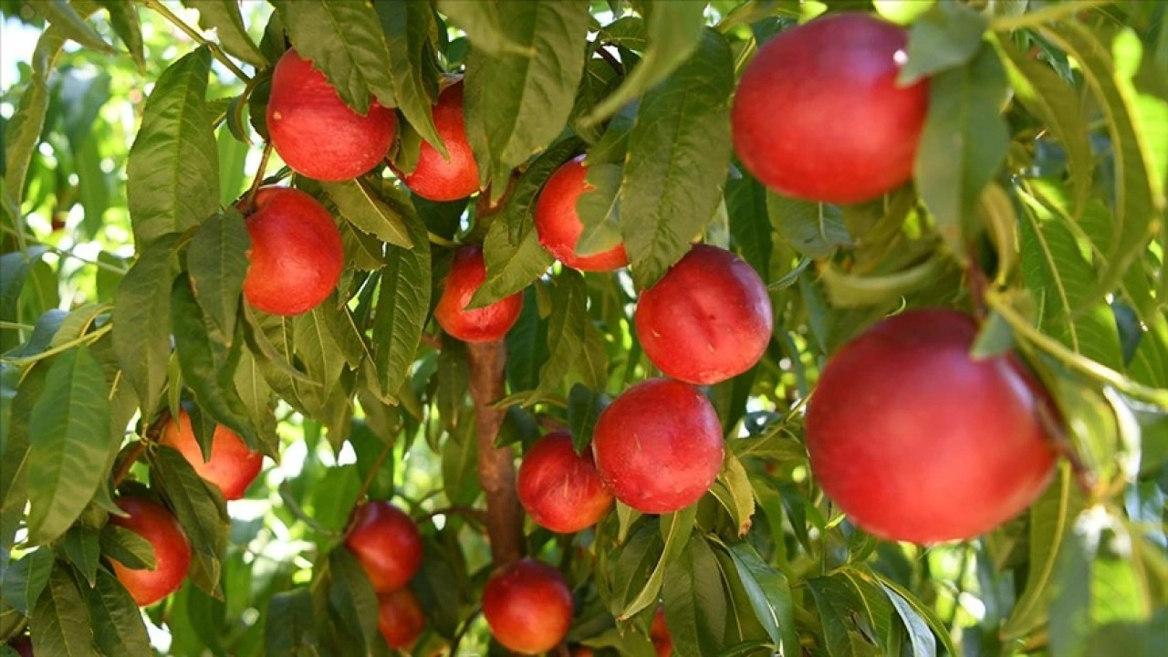 Coğrafi işaretli Lapseki şeftalisinde 70 ton civarı ihracat hedefleniyor